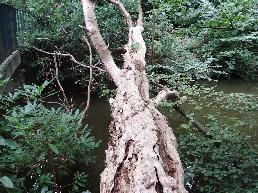  Uistapje 2017, rondleiding in de natuur en uitleg van de natuur. 